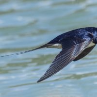 ласточка деревенская. :: юрий макаров