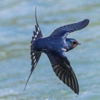 ласточка деревенская. :: юрий макаров