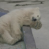 УМКА сладка спать - Уже ВЕСНА :: Владимир Максимов