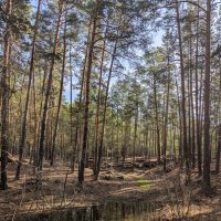 Сосновый бор :: Андрей Хлопонин