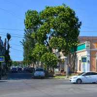 Керчь. Цветёт софора на улице Шлагбаумской. :: Пётр Чернега