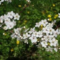 Цветет Вишня обыкновенная :: Рита Симонова
