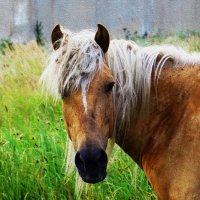 Рыжая :: Надежда Чернецкая