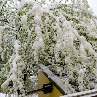 Зима заглянула на ...? :: Олег 