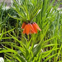 Королевский рябчик. :: Ольга 