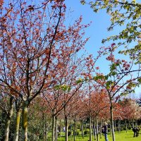 Цветение сакуры :: Tata Wolf