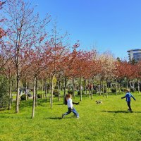 Цветение сакуры :: Tata Wolf