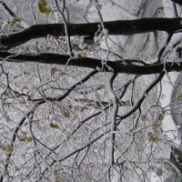 Метель 27 апреля :: Анна Воробьева