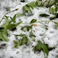 Апрельским днем 27.04.26г :: Любовь 