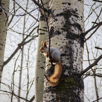 Белочка :: Александр 