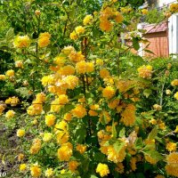 Керрия японская - Пленифлора :: Нина Бутко