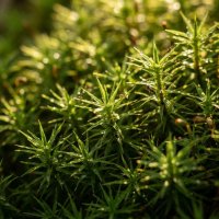 Мох :: Лилия 