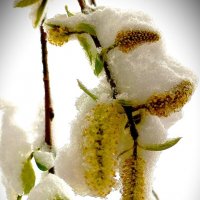 55 летний рекорд погоды 27.04.26г.(2) :: Юрий Журавлев