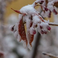 Сакура. :: Николай 