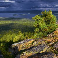 Кедр. :: Юрий кот