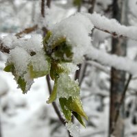 Сирени кустик обманулся... :: veilins veilins