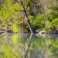 Дерево из Пизы :: Игорь Протасов