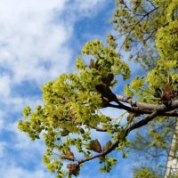 Апрель :: Наталья Герасимова