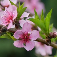 Персик...разрумянился... :: Надежда Куркина 