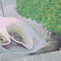 14  КЛОС (138) :: CLOSE WAYS ALL