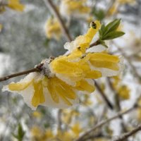 Снег в апреле :: Pippa 