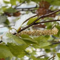 Снег в апреле :: Pippa 