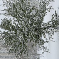 Снег в апреле :: Pippa 