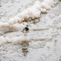 Трясогузка в шоке :: Валерий Иванович