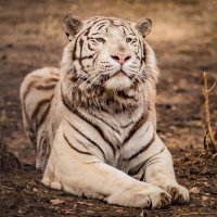 бенгальский тигр :: Аркадий Лаптенко