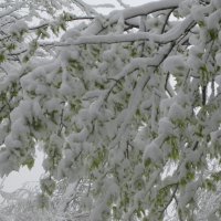 Апрельский снег :: Дмитрий Никитин