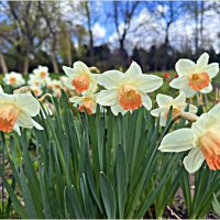 ******** :: Валерия Комова