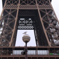 Чайка в рамке Эйфеля :: Сергей Сомихин