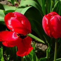 Городские цветы. :: Милешкин Владимир Алексеевич 