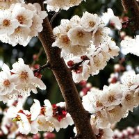 Цвет фруктовых деревьев в городе. :: Милешкин Владимир Алексеевич 