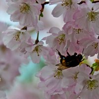 Один раз в год ... :: Alexandеr P