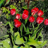 Тюльпаны :: Рита Симонова