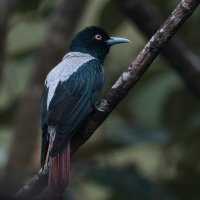 Серебристая иволга :: Yudong Liu