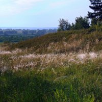 Седой ковыль. :: nadyasilyuk Вознюк