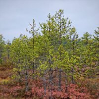 На болоте :: Александр 