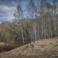 "Березки ждут тепла"© :: Владимир Макаров