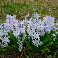 Пушкиния :: Ольга 