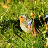 птицы весной :: ИННА ПОРОХОВА