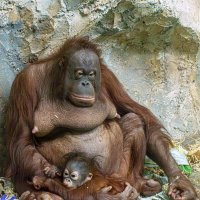 Мишель и Бушель. :: Михаил Измайлов