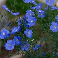 синий лен :: Татьяна Салиева