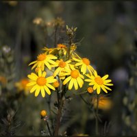 Цветы. :: Александр. AVG100 ---