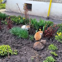 Пушистые цветочки :: Ольга 