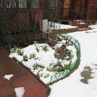 Дачные  мотивы. :: Михаил Елочкин