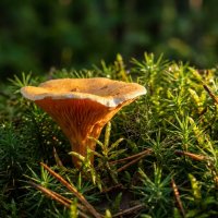 Рыжик :: Лилия 