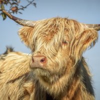 Хайленд :: Владимир Колесников