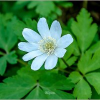 Про весну... :: Aquarius - Сергей